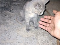Calico yavru kedimiz