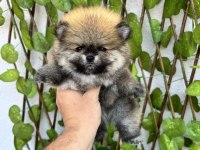 Pomeranian Boo 4 Dişi 1 Erkek