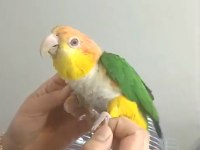 Oyuncu caique papağanı