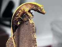Crested Gecko Sahiplendirme