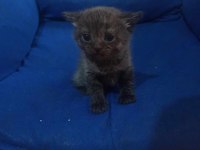 Sahiplendirilecek scottish fold