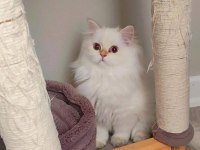 Full secereli british longhair bebekler