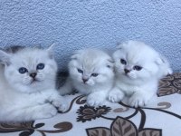 Scottish fold & British blue point