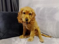 4 aylık english cocker