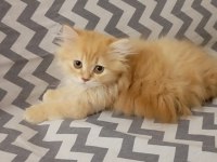 Longhair yavru kedimiz