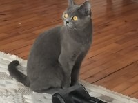 Safkan Dişi British Shorthair