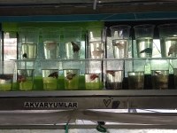 Satılık Betta Balıkları