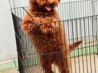 Browni poodle köpeğimiz için yuva