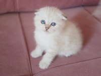 Scottish fold dişi yavrum yeni sahiplerini bekliyor