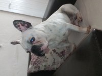 Fransız bulldog eve ve dışarıya uyumlu