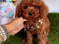 A Kalite Kore Toy Poddle