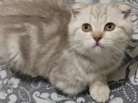 Scottish fold aşıları yapılmış