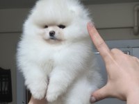 ÜST KALİTE AYI SURAT POMERANİAN BOO (DİŞİ)