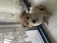 Ücretsiz sahiplendirme köpeğimiz