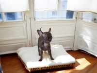 Özel Teacup Chihuahua yavrusu şimdi sahip olsun