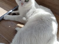 Ücretsiz sahiplendirme 3 yaşında british shorthair