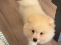 İzmir Pomeranian Boo Yavrumuz