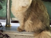 ZÜMRÜT GÖZLÜ DÜNYA GÜZELİ BİR BRITISH LONGHAIR