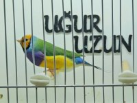 Gökkuşağı ispinozu (Gouldian Finch) mevcuttur