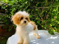 SÜTLÜ KAHVE TADINDA KORE MALTİPOO YAVRU