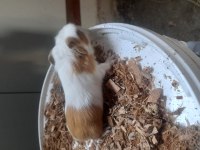 Ginepig izmir içi