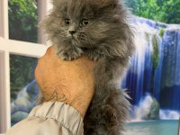 Scottish Fold ve British Shorthair Yavrular