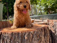 Kilo garantili karma aşıları yapılmış poodle yavrular