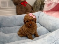 A Kalite Toy Poodle