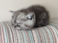 British shorthair 2,5 aylık erkek kedimiz