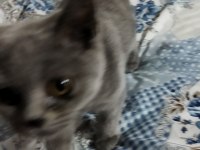 3.5 aylık dişi british shorthair