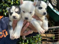 SAFKAN HUSKY YAVRULAR