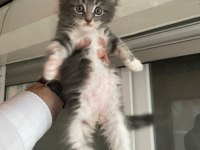 Maine coon kedi