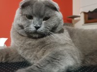 Scottish fold kedime aile arıyorum