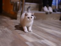 Safkan Erkek Kedimiz Sahibini Arıyor