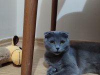 Scottish fold kedimizi sahiplendirme