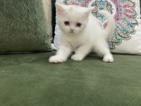 Pamuk Prenses British Shorthair