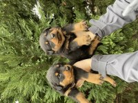 40 günlük koca kafa rottweiler yavrular