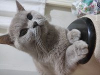 Mama karşılığı sahiplendirme british shorthair