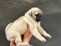 SAFKAN ORJİNAL IRK PUG MOPS YAVRULARIMIZ