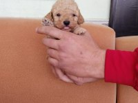 1 erkek ve 1 dişi poodle bebekler