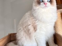 Şecereli yakışıklı ragdoll oğlum yeni yuvasını arıyor