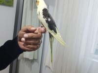 El besleme eğitimli sultan papağanı yeni yeme düşmüş