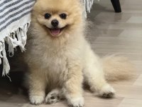 Pomeranian Boo Teacup