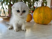 Scottish fold kırık kulak