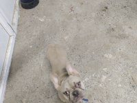 1 yaşında escobar egzotik silver fawn french bulldog