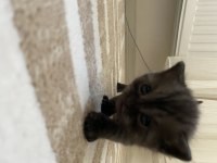 Scottish longhair yavru kedimiz