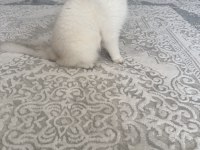 Orjinal btitish shorthair