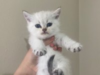 Dişi british shorthair yavru kedim