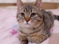 British shorthair kırması 8 aylık