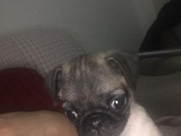 2 AYLIK DİŞİ PUG